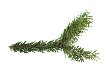 Fir branch white isolated