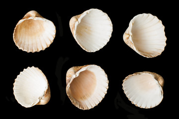 Set of sea ​​shells black isolated