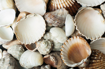 Scattered seashells background