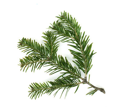 Fir branch white isolated