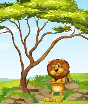 An angry lion beside a tree