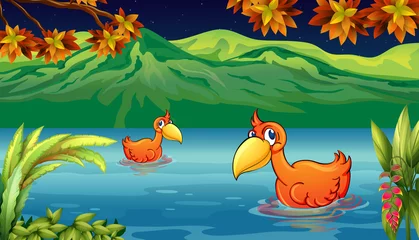 Gartenposter Zwei Enten schwimmen im Fluss © GraphicsRF