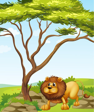 A lion near a big tree in the hills
