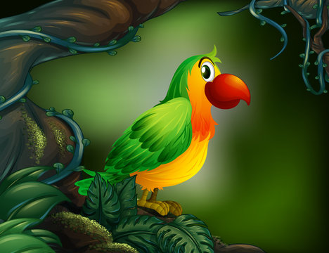 A parrot at the rain forest