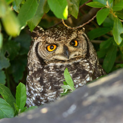 Spotted Eagle Owl Portrait