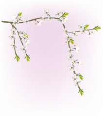 Obraz na płótnie Canvas white cherry flower branches on pink