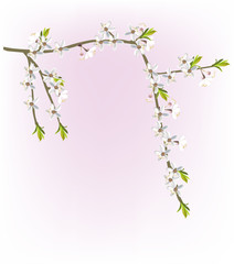white cherry flower branches on pink