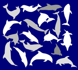 eighteen dolphins isolated on blue