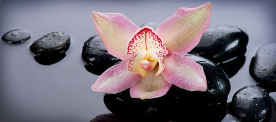 Zen Stones and Orchid Flower. Stone Massage