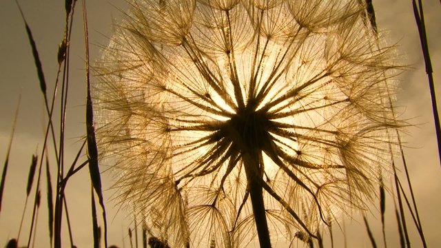 Dandelion in a field. Sepia toned image.