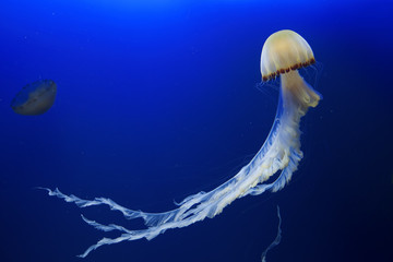 Jellyfish