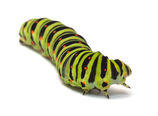 Caterpillar.