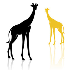 Naklejka premium Vector image of an giraffe on a white background