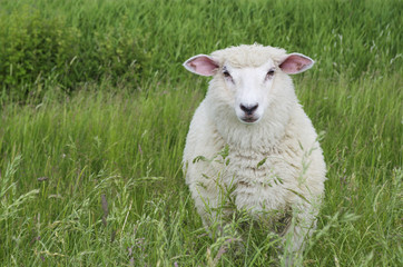 Sheep - 49432923