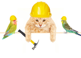 Cat with hammer and birds.