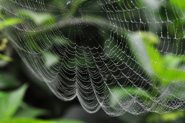 雨の雫が付いた蜘蛛の糸