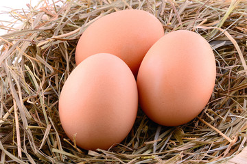 Chicken eggs in hay nest