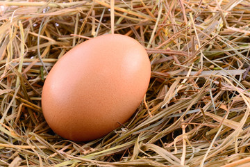 Chicken egg in hay nest