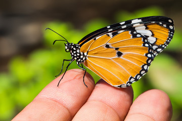 The Plain Tiger (Danaus chrysippus chrysippus) butterfly