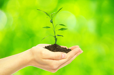 plant in hands