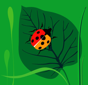 Ladybird  on a green leaf