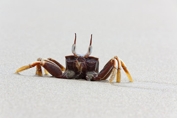 crab