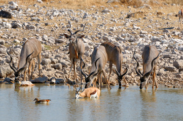 Greater Kudu cows and calves