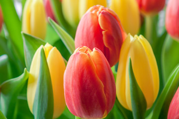 Blumenpracht