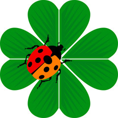 Ladybird on a clover