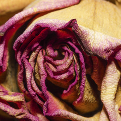 Whithered rose close-up - 49438914