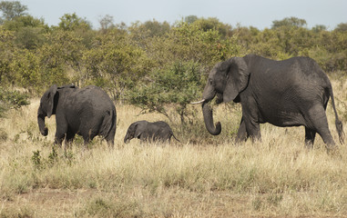 Obraz premium Elephants
