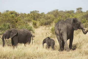 Elephants