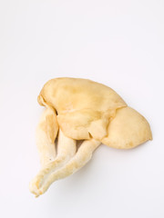 Sarjor-caju Mushroom , Pleurotus sajor-caju(Fr.) Sing ,  isolate