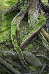 Moss Covered Tree Roots