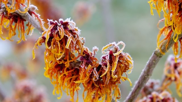 Hamamelis vid 09