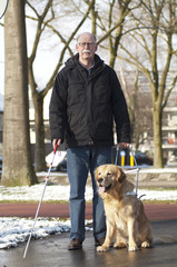 Guide dog is helping a blind man in traffic