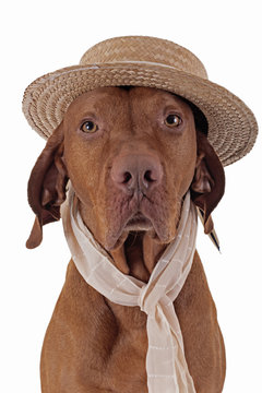 Pointer Dog With Straw Hat And Scarf