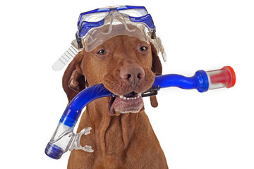 snorkeling dog