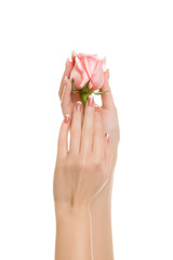 Women's well-groomed hands hold the rose