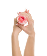 Well-groomed hands hold a tender rose