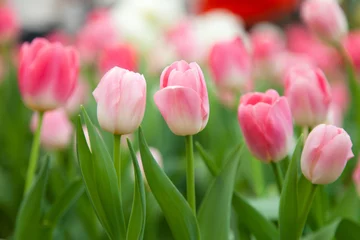 Crédence de cuisine en verre imprimé Tulipe Colorful tulips in the garden