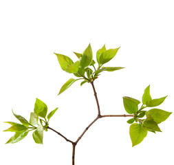 Young branch of lilac isolated on white.