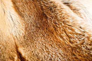 Fox fur background