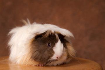 petit cobaye &agrave; poils longs