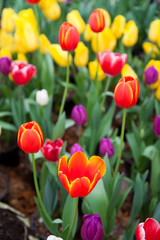 Colorful tulips in the garden