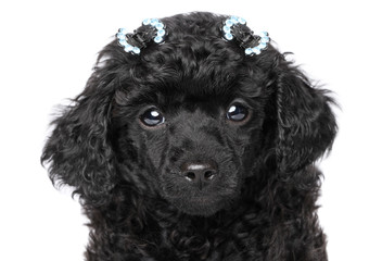 Toy poodle close-up portrait