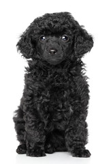 Toy poodle puppy
