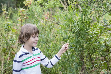 Child picking green peas outside
