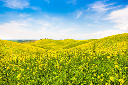 Field of flowers with blue sky and clouds, Tuscany, Italy