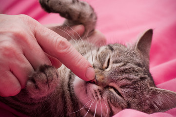 Human hand pets a Scottish-straight gray beautiful cat